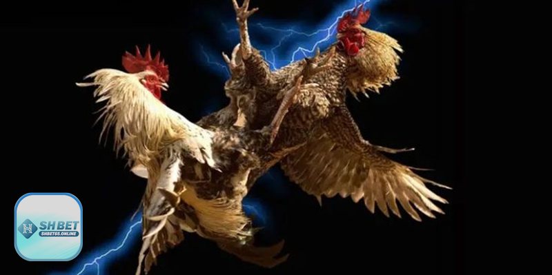 Đá gà shbet65 là gì? Góc nhìn mới cho người yêu chiến kê